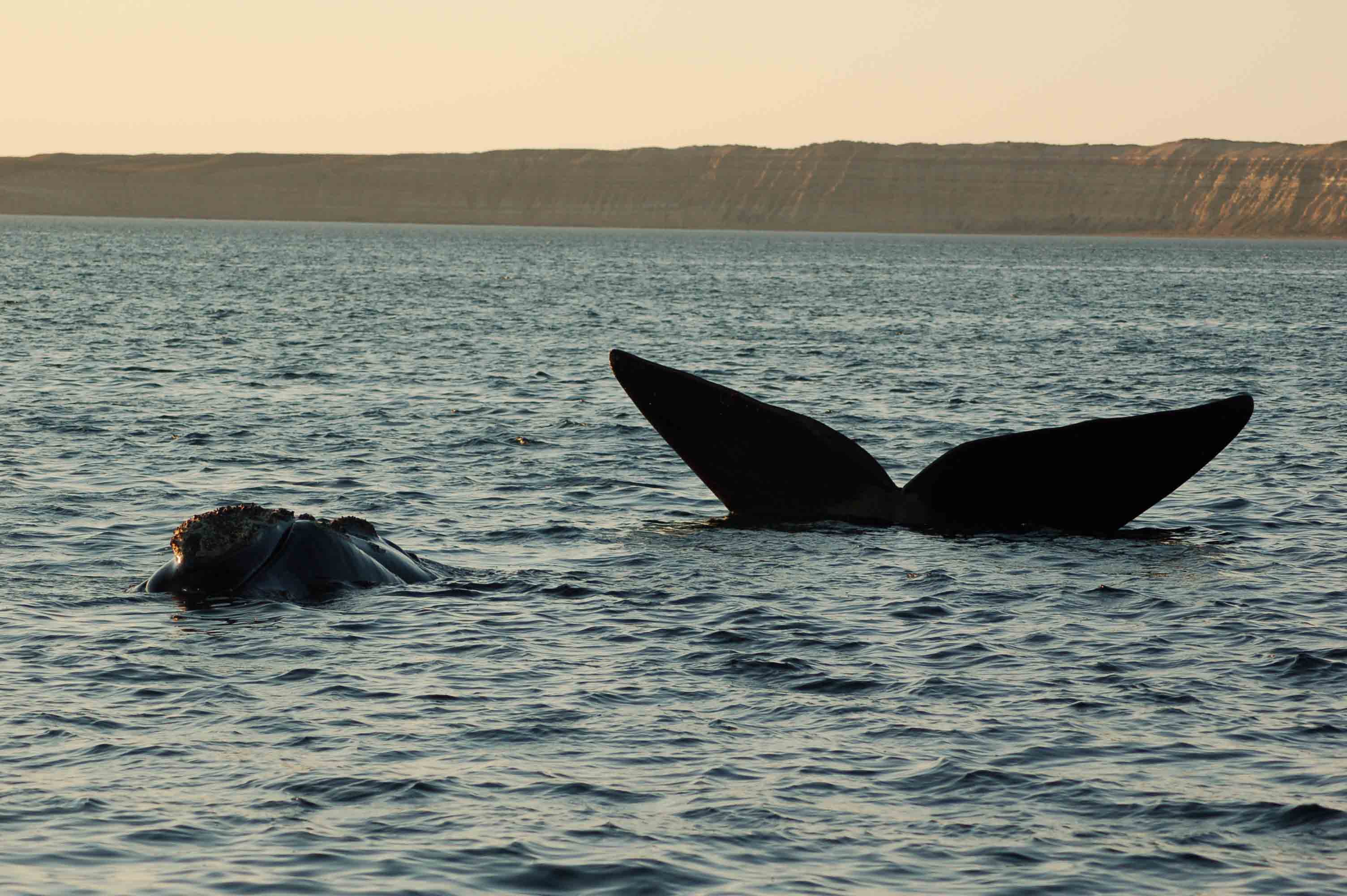 Ballena Franca austral..