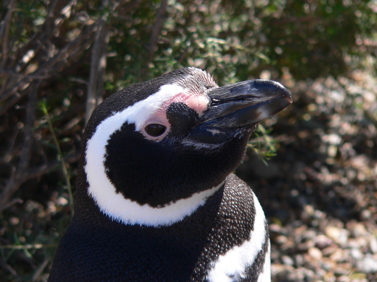 pinguino magallanico..